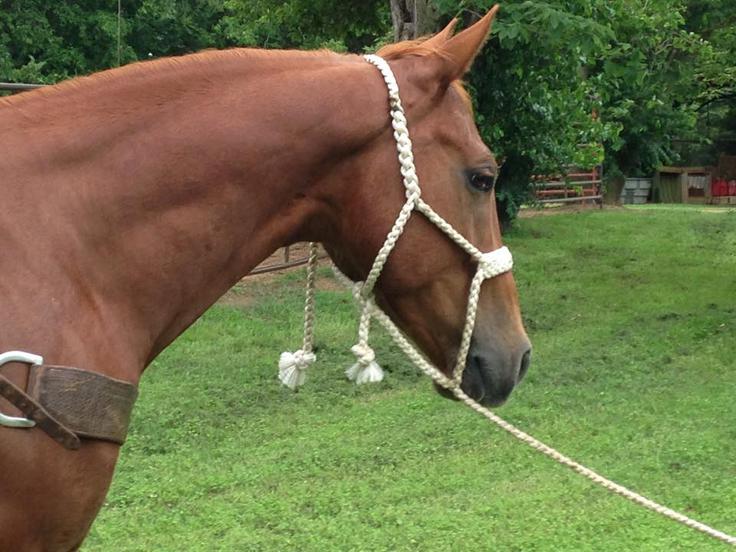 Rope Horses For Sale