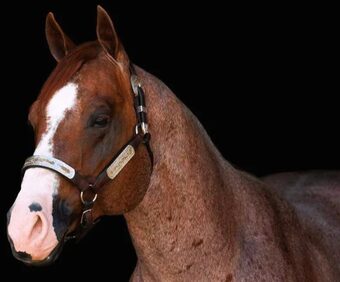 Stylin With Pepto — sire