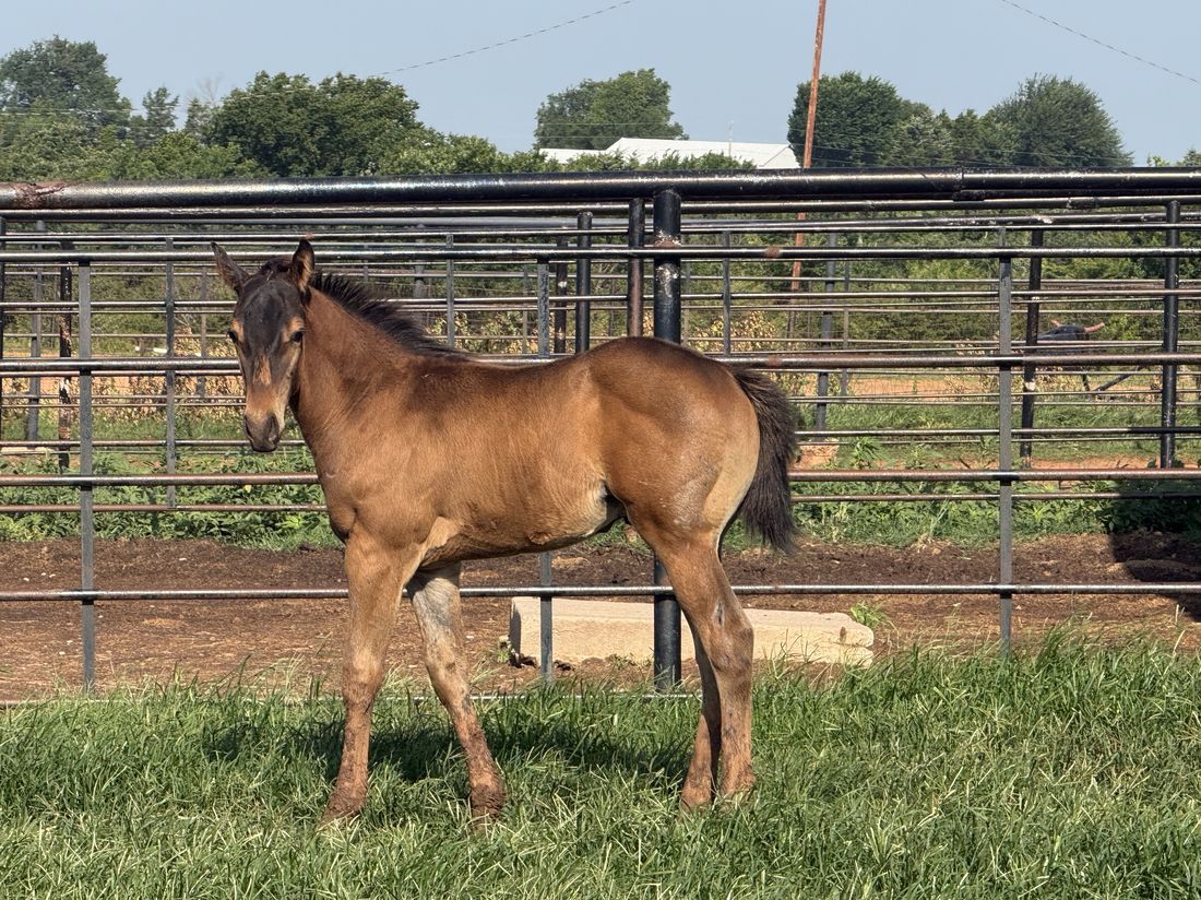 Noble Ranch foal H063 -- The Silk Streaker × LKN Roll On Lexie