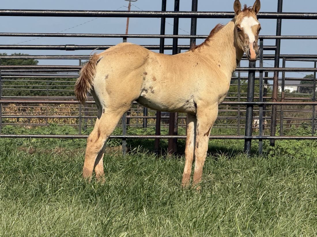Noble Ranch foal H066 -- Majestico × Godivas Mary Violet
