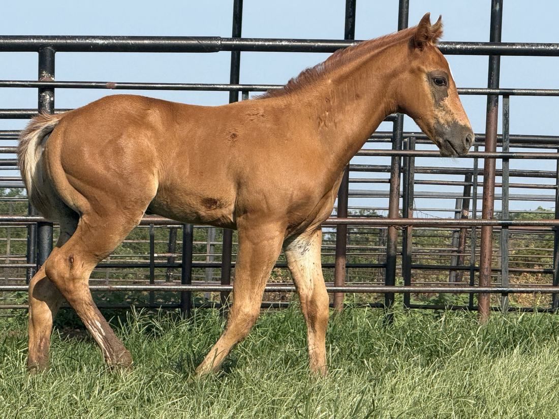 Noble Ranch foal H067 -- Easy Rollin Rollex × Cn Bons Canta Dame